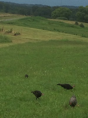 Lone Tree Farm