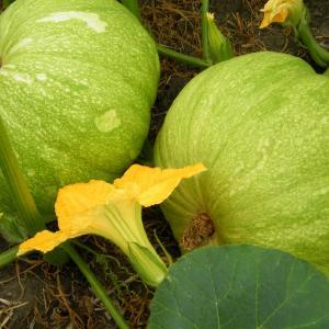 Bloom Where You're Planted Educational Farm and Pumpkin Patch