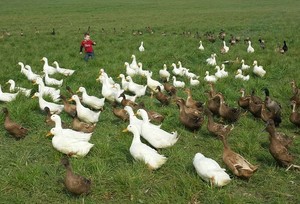 Smith Family Farms
