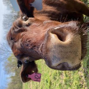Egly 100% Natural Grass Fed Grass Finished Beef -Red Devons