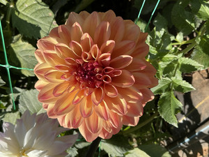 All About Petals