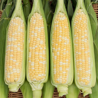 Harvest Tide Organics
