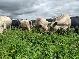 Bouressa Family Farm