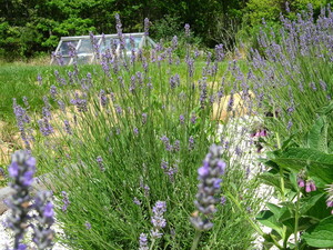 Maryhill Farms