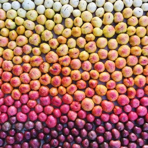 Fresh Harvest