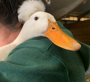 Chase' n Eggs Farm