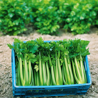 Kirby's Farm Market