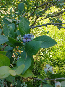 Higher Taste Blueberry Farm