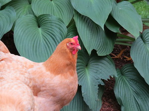 Rockland Farm