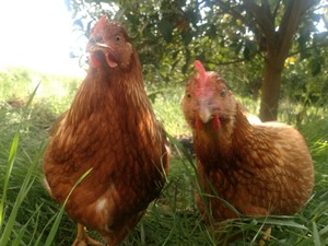 Niki Farms