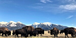 Roaming Bison Ranch