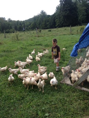 Ox Hollow Farm
