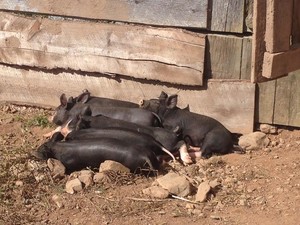 Shani's Farm