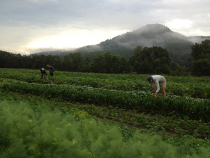 Root 5 Farm