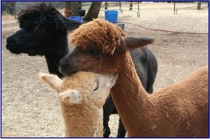 Sierra Rose Alpacas