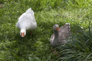 Salamander Springs Farm:  Permaculture Organics