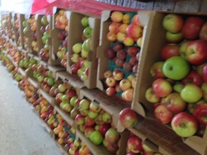 Queener Farm