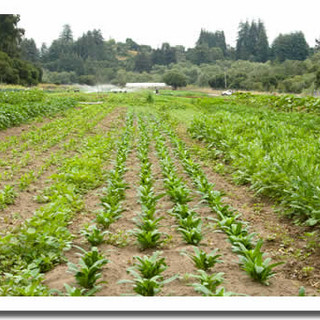 Freshness Farms