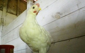 Palm lake farm