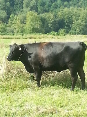Great Malus Beef