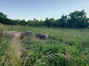 The Goodlife Farm