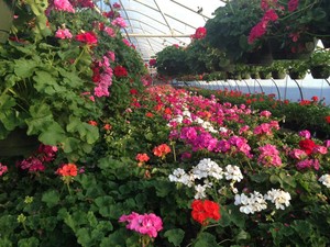 Smith Farms - Gibsonville