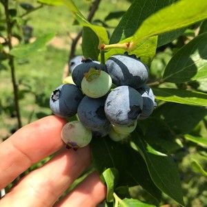 Autumn Harvest Orchard, LLC