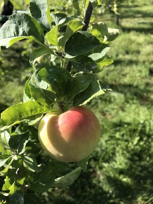Autumn Harvest Orchard, LLC