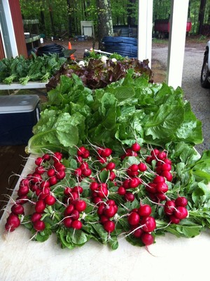 Spreading Oaks Farm