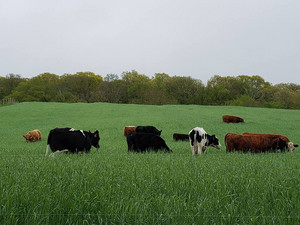 Kalenauskas Farm & Market