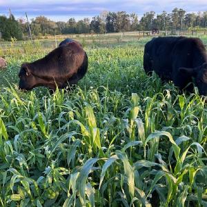 Stone House Farms LLC