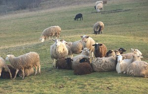 Shani's Farm