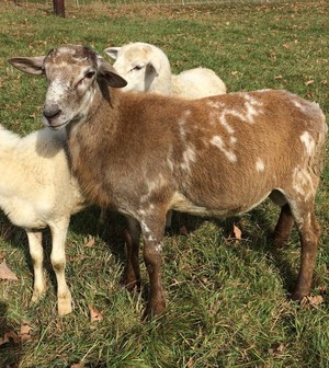 Holmestead Farm
