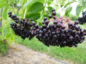 Dee's Nutz and Berries