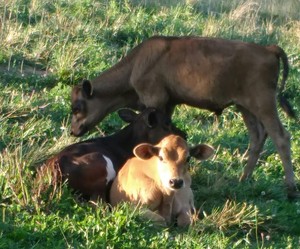 Edge Family Farm