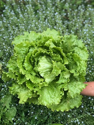 Stoney Lane Organic Farm