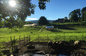Red Shirt Farm