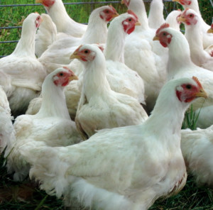 Shani's Farm