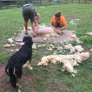 Boreland Family Farm - Pastured Lamb