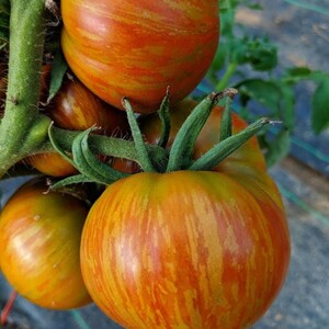 Tucker Farms