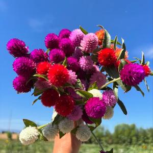 Pure Joy Flower Farm