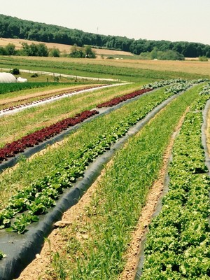 Hillside Meadow Farm