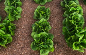 Captain Family Farms