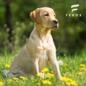 Ferox Holistic Pet Food