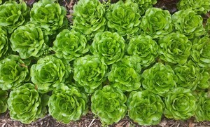 HomeGrown Greens