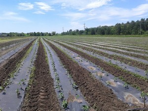 Farm Fresh Selects CSA