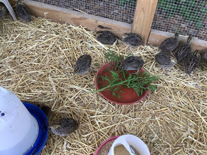 Quail Haven Urban Farm