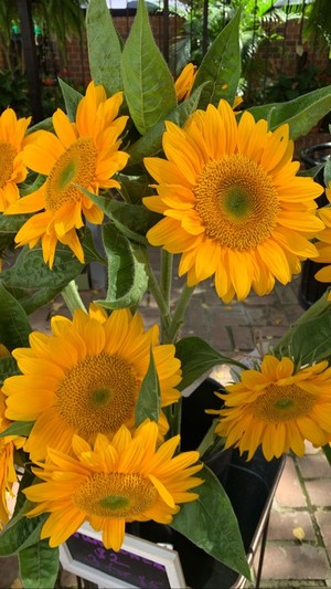 Duchess Farms