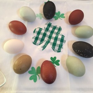 Irish Acres Farm