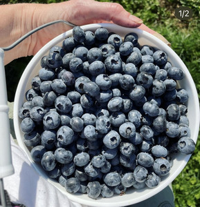 Indigo Acres Blueberry Farm
